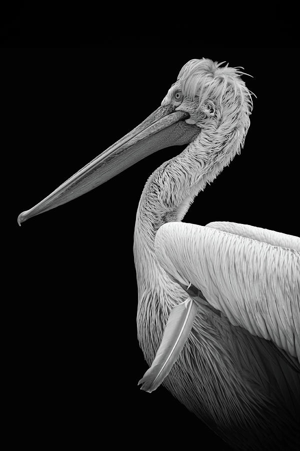 Pelican In Black And White Digital Art by Marjolein Van Middelkoop