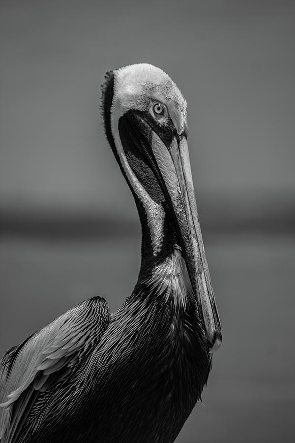 Pelican in Black and White Photograph by Sara Beth Pannell - Fine Art ...