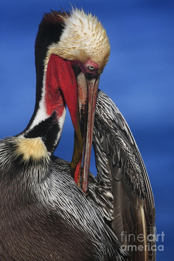 Pelican In Breeding Colors Photograph by John F Tsumas