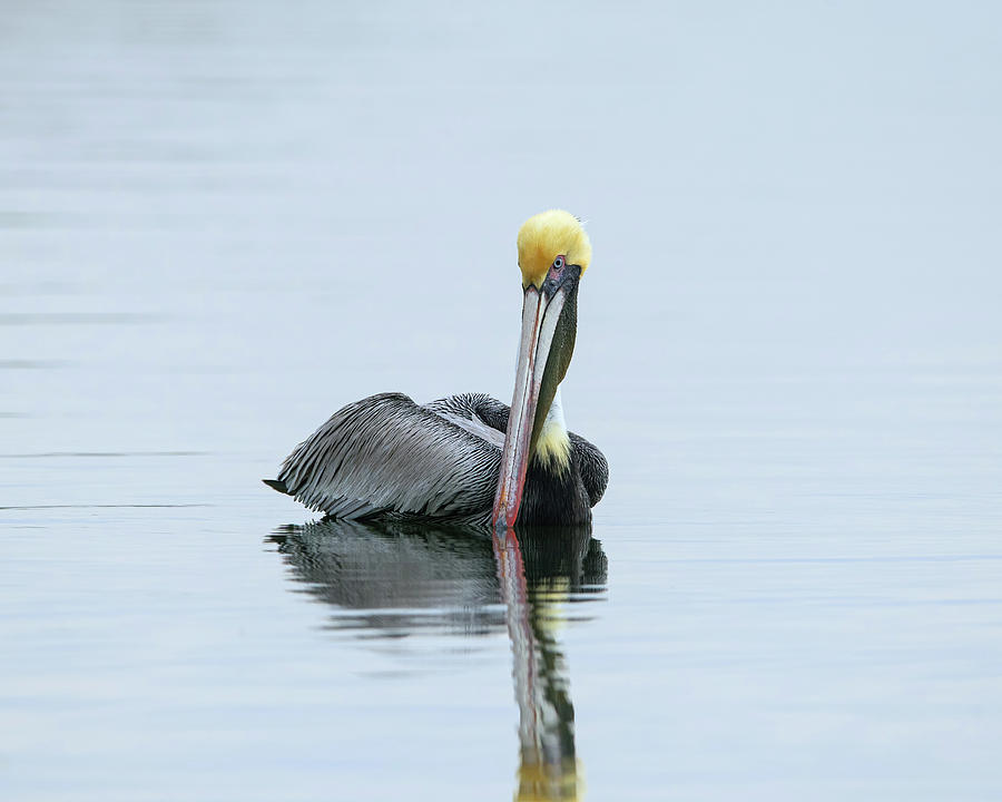 Pelican In Calm Water Photograph by CR Courson