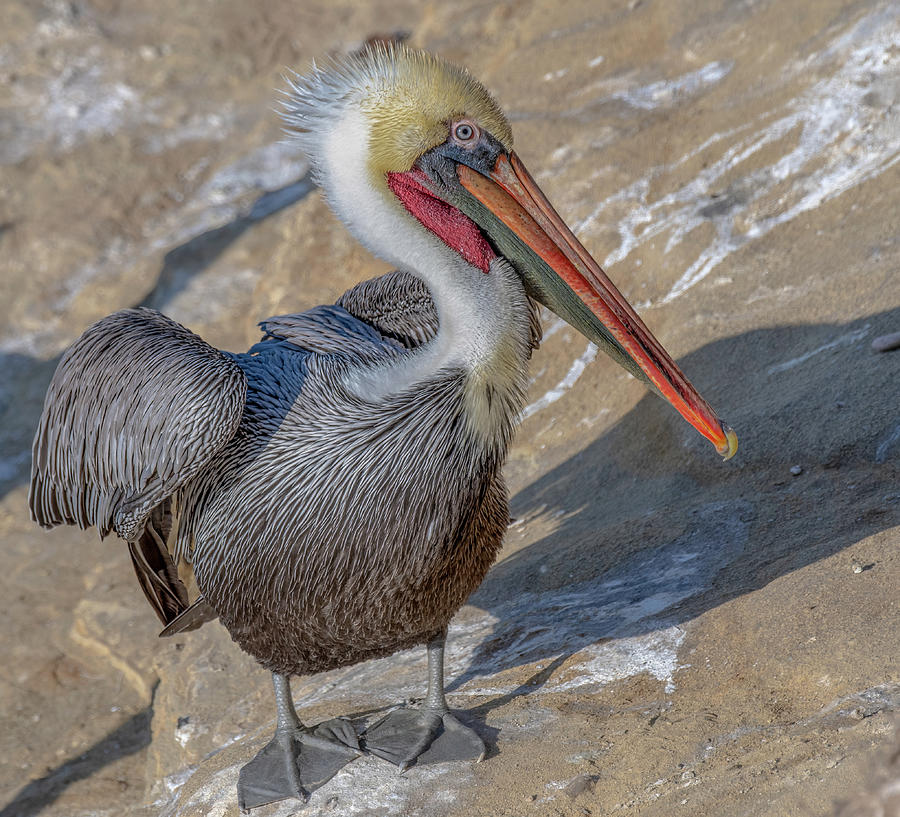 Pelican in Color Photograph by Jerry Cahill