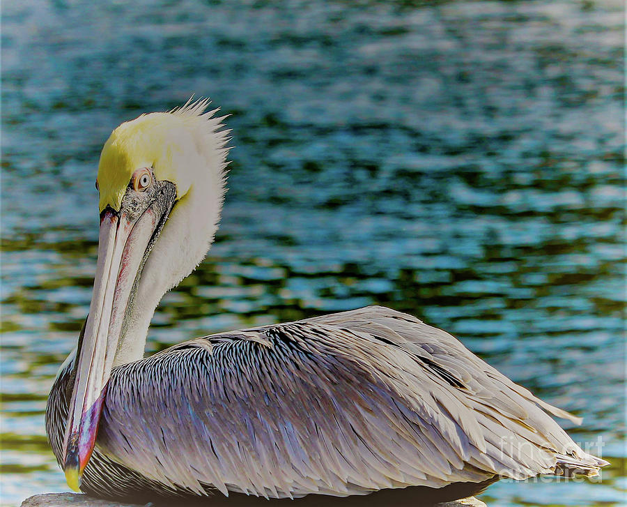Pelican in Color Photograph by Joanne Carey