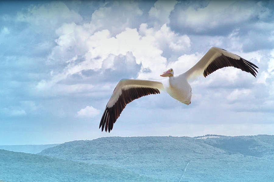 Pelican In Flight Photograph by Annette Hugen