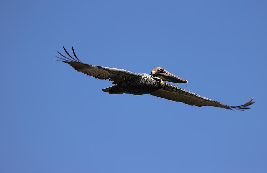Pelican in Flight 2 Photograph by Mingming Jiang