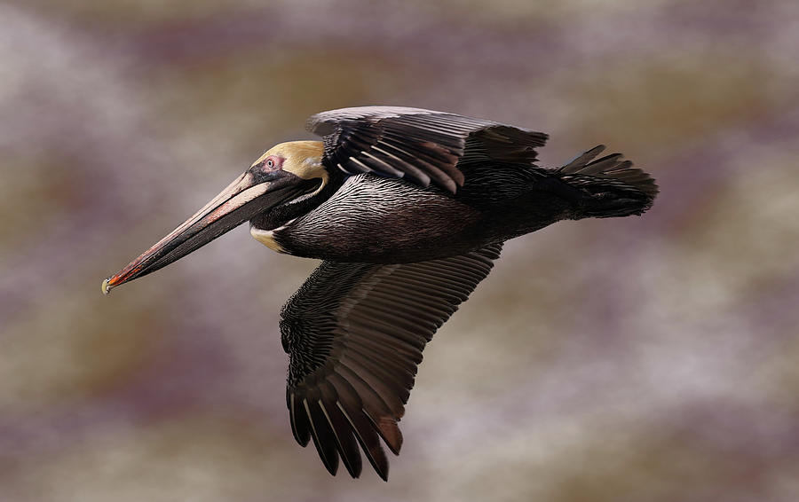 Pelican in Flight 5 Photograph by Mingming Jiang