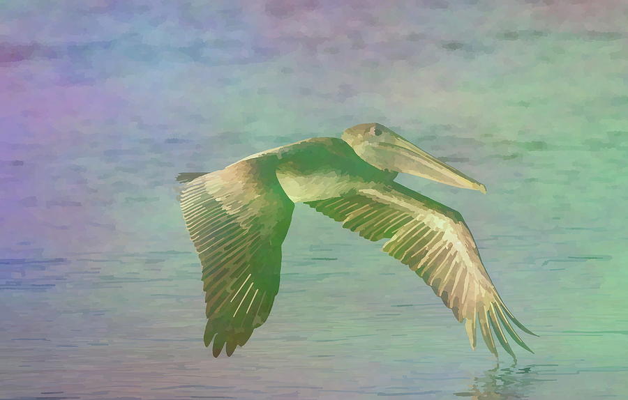 Pelican in Flight 7 Photograph by Mingming Jiang