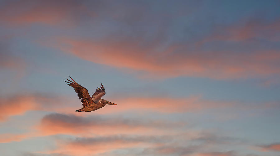 Pelican in Flight at Dusk Photograph by Darryl Brooks