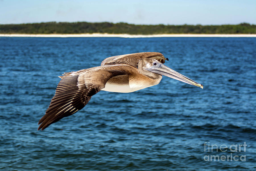 Pelican In Flight Photograph by Beachtown Views