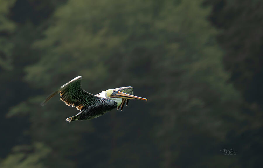 Pelican In Flight Photograph by Bill Posner Pelican In Flight Photograph by Bill Posner