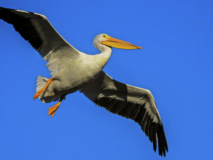 Pelican In Flight Photograph by Don Barnett