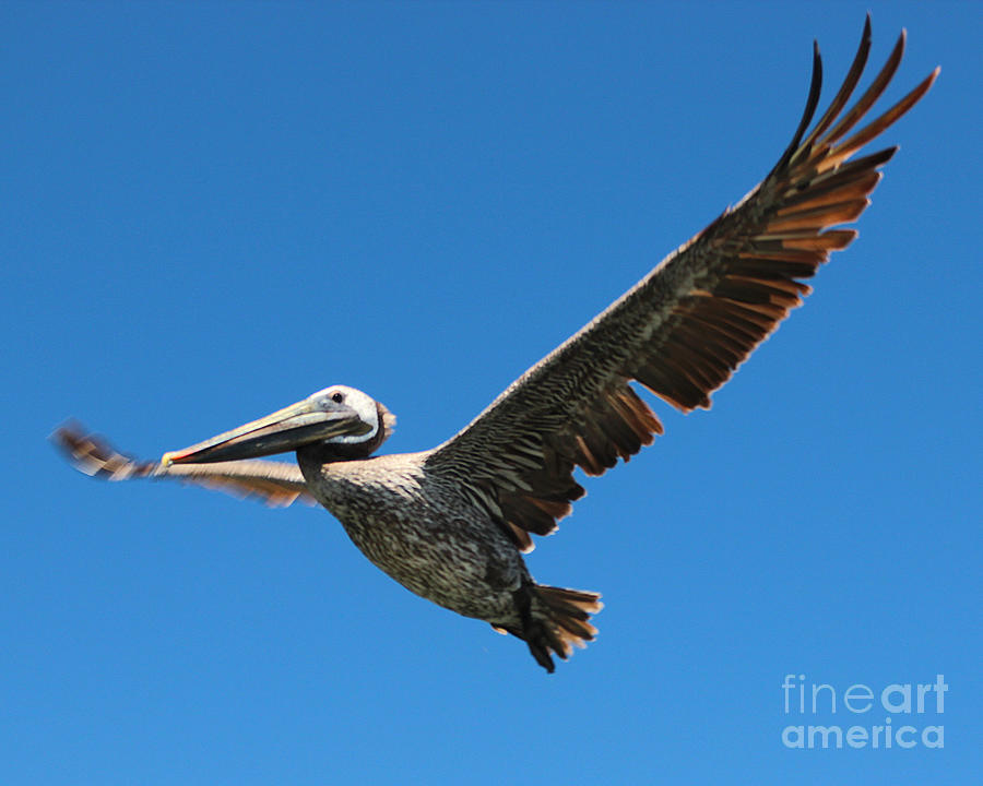 Pelican in Flight Photograph by Doug Gist