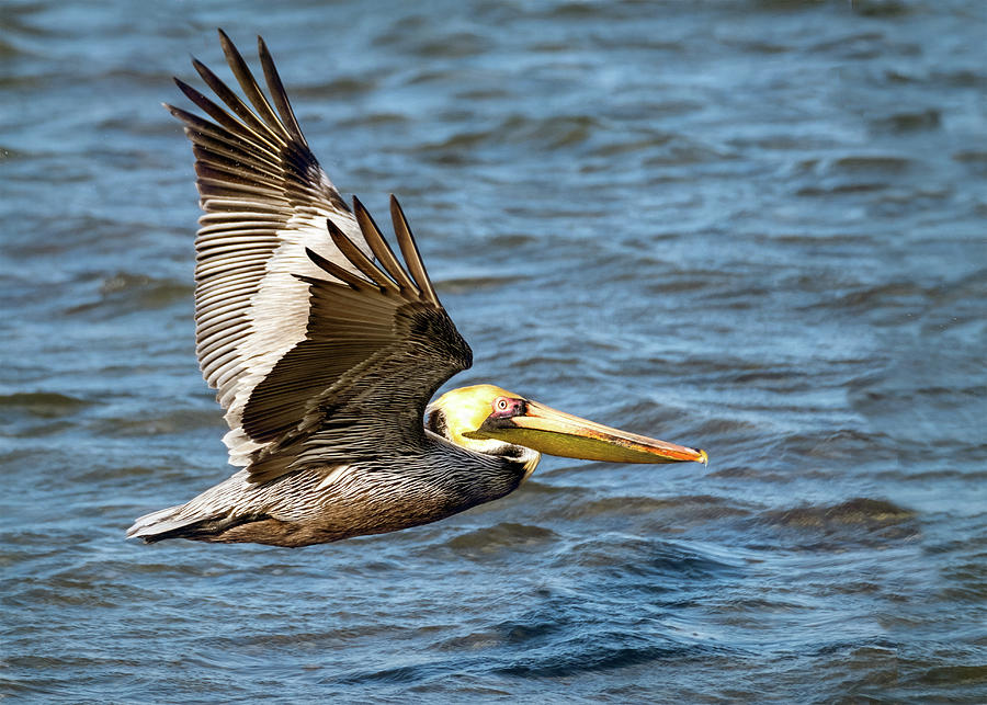 Pelican in flight Photograph by Jaki Miller