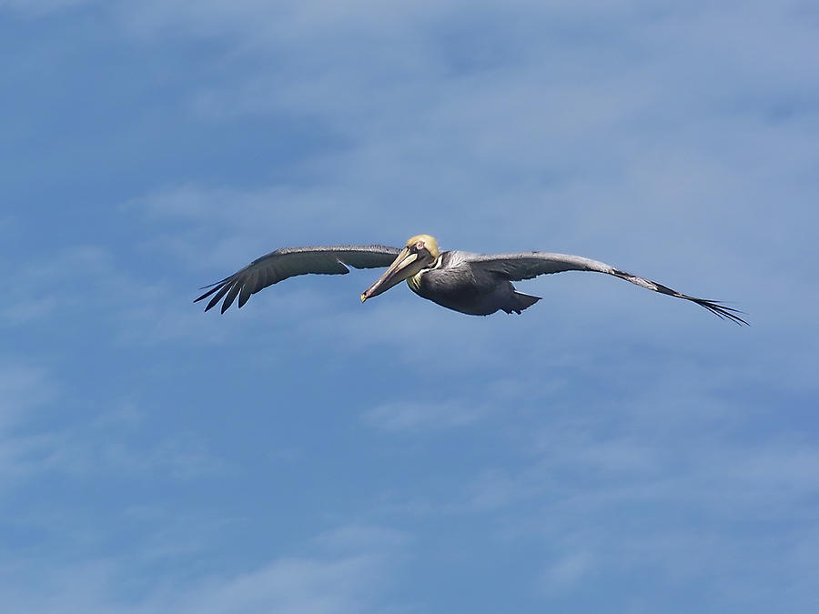 Pelican In Flight Photograph by Jennifer Robin