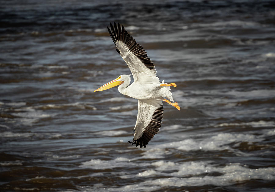 Pelican In Flight Photograph by Jordan Hill