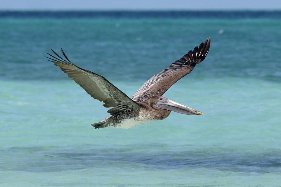 Pelican in Flight Photograph by Justin Richard Batten - Pixels