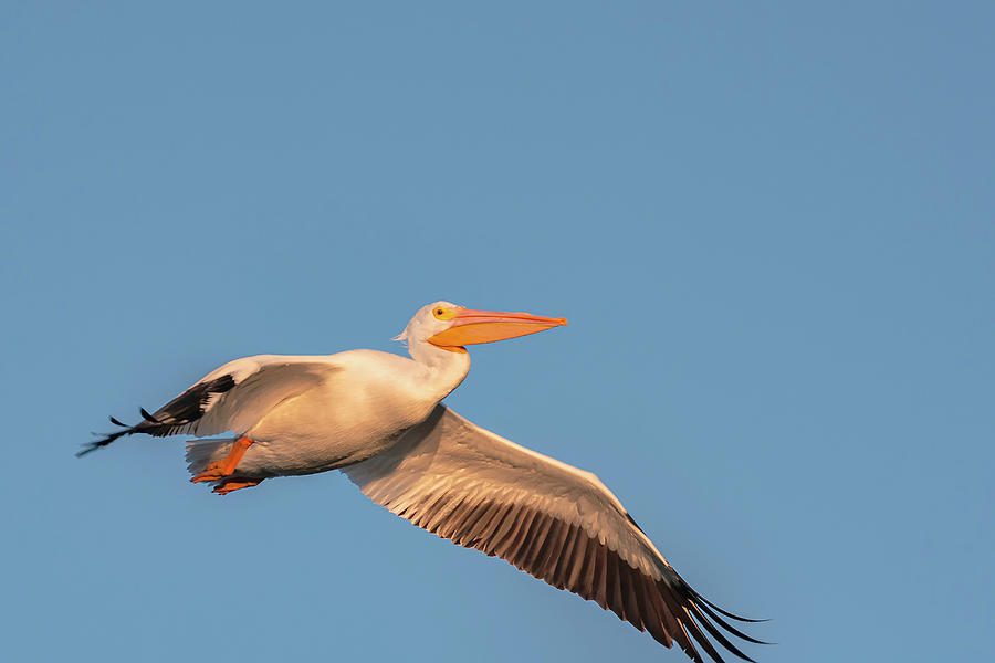 Pelican In Flight Photograph By M E Cater - Fine Art America