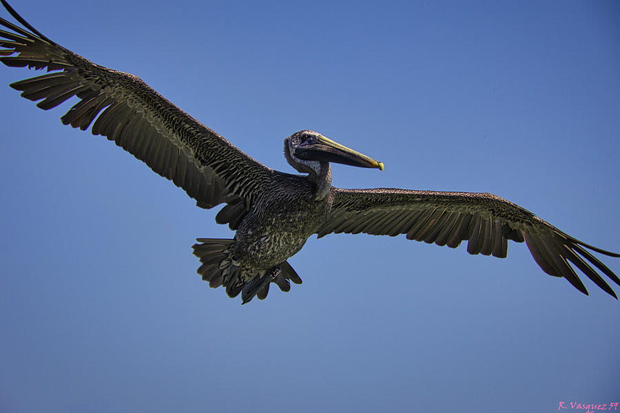 Pelican In Flight Photograph by Rene Vasquez