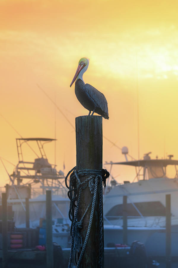 Pelican In Floridas Destin Harbor  Photograph by Jordan Hill