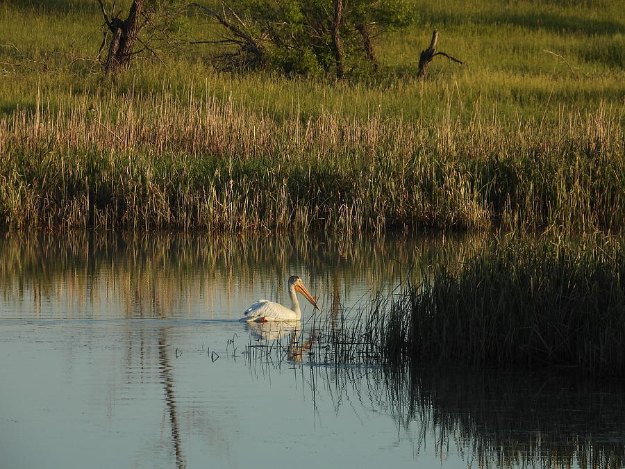 Pelican In Morning Light Photograph by Amanda R Wright