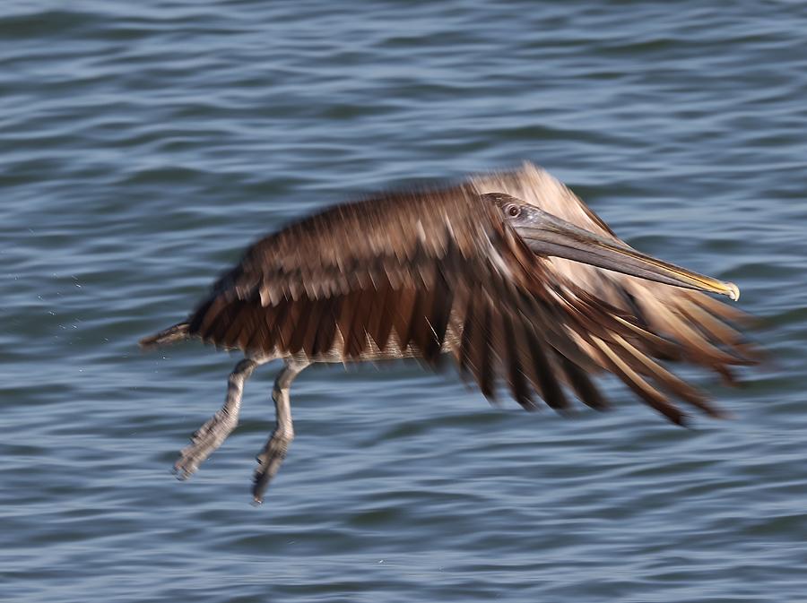 Pelican in Motion Photograph by Mingming Jiang