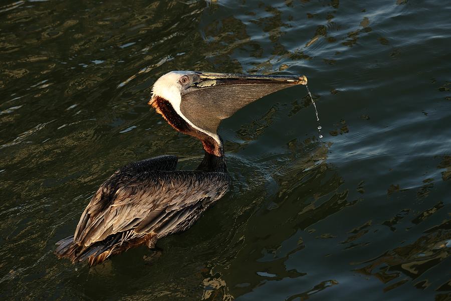 Artsy Pelican  Photograph by Mingming Jiang