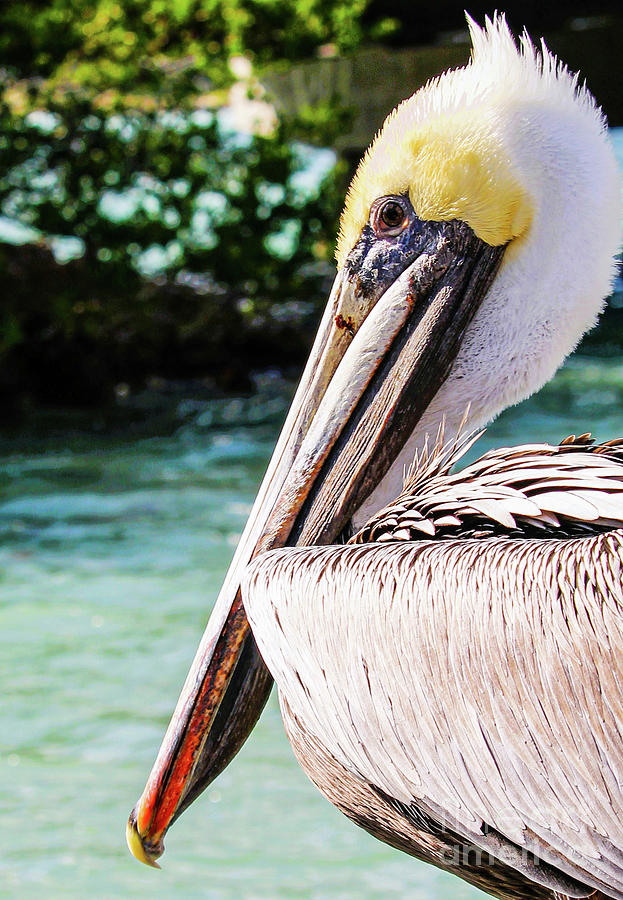 Pelican in Sunshine Photograph by Joanne Carey