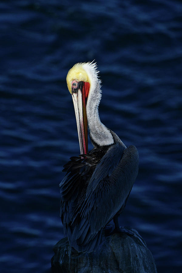 Pelican Photograph - Pelican in the Blue Morning by Thomas Morris