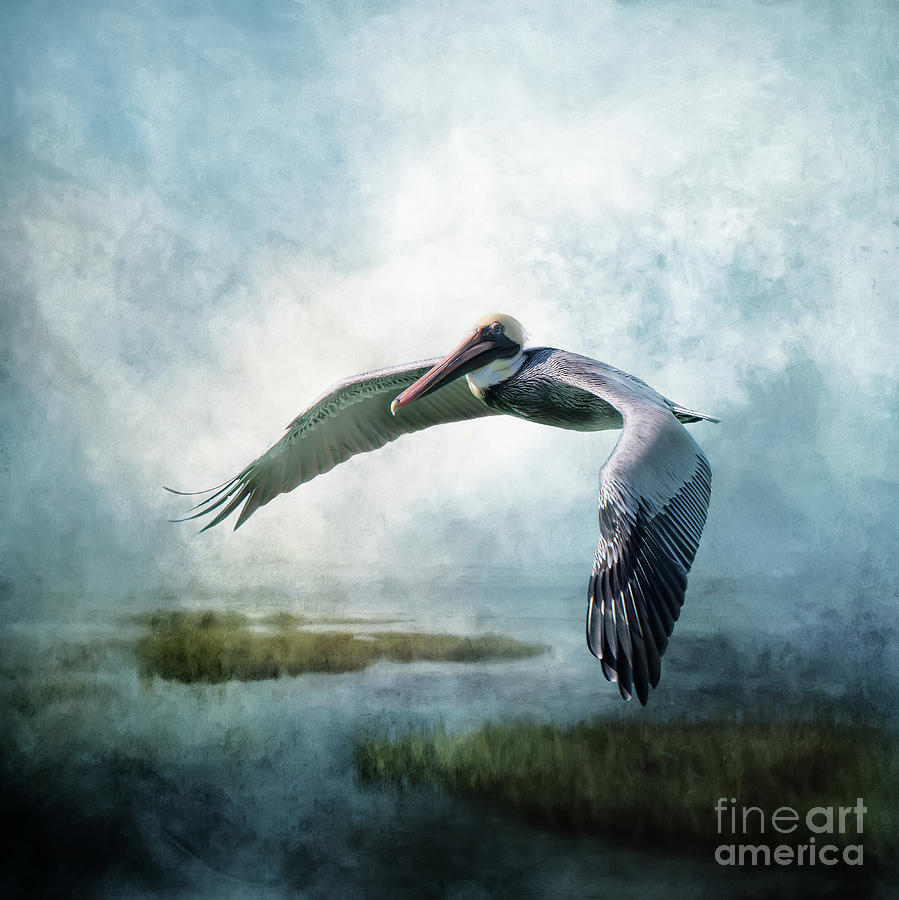 Pelican Mixed Media - Pelican In The Marsh by Ed Taylor