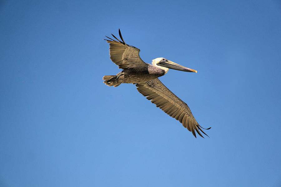 Pelican In The Sky Photograph