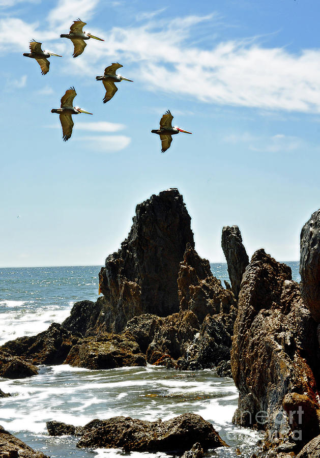 Pelican Inspiration Photograph by Gwyn Newcombe