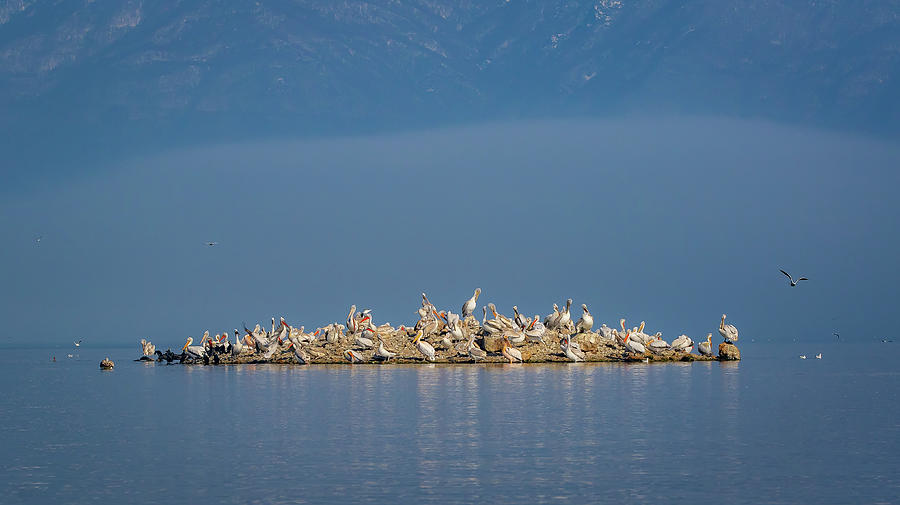 Pelican island Photograph by Jivko Nakev