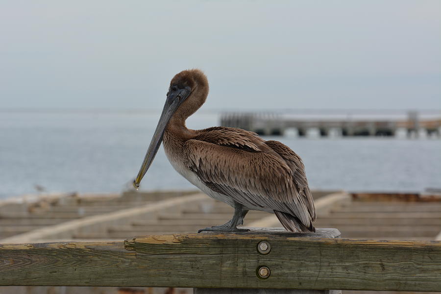Pelican Photograph by Janice Spivey
