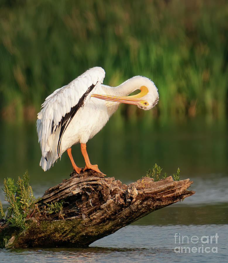 Preening Pelican Photograph by Judi Dressler