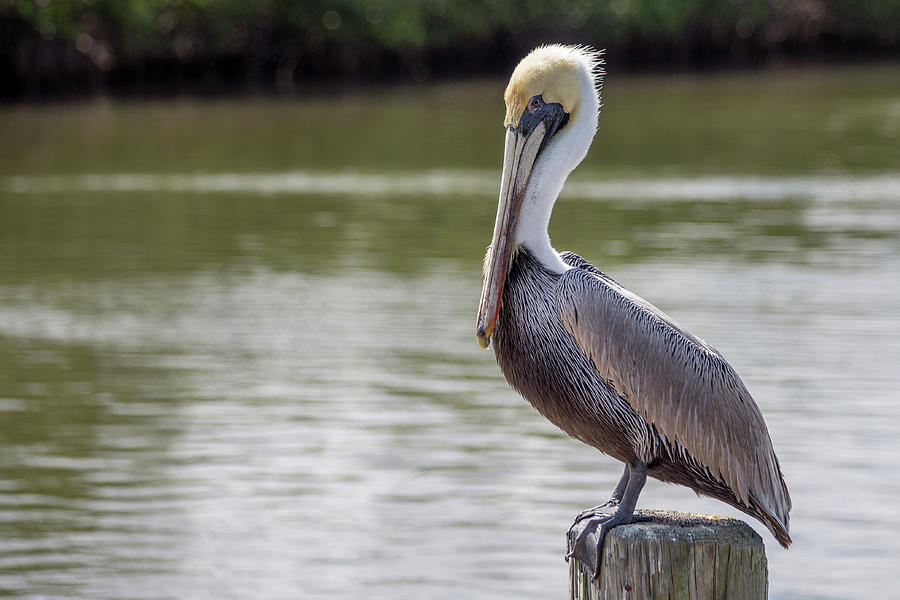 Pelican Photograph by John A Megaw