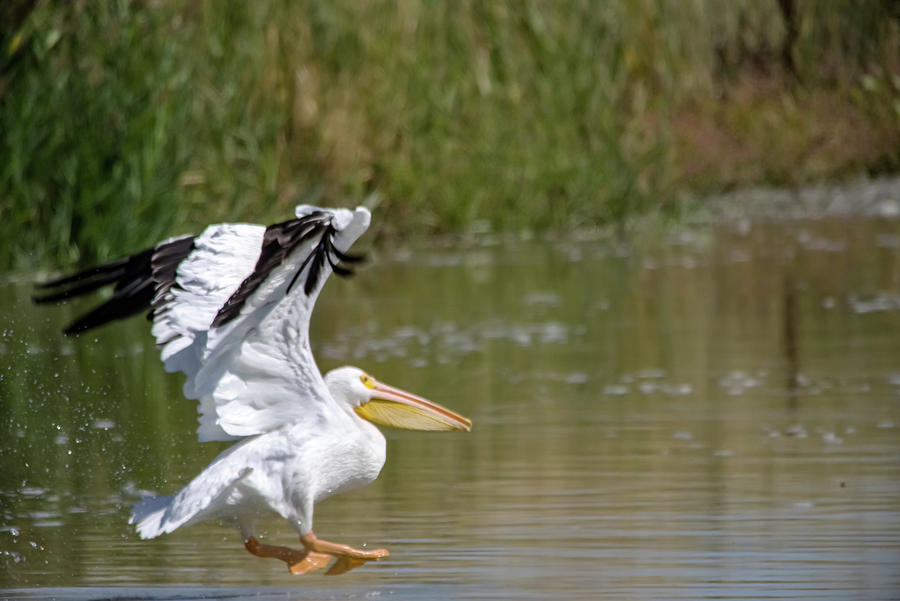 Pelican just getting airborne Photograph by Jeff Swan