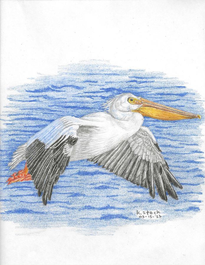 Pelican Drawing by Kenneth Stock Pelican Drawing by Kenneth Stock