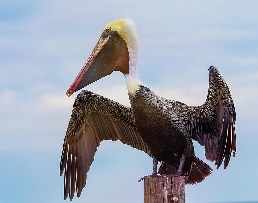 Pelican Landed On Post Photograph