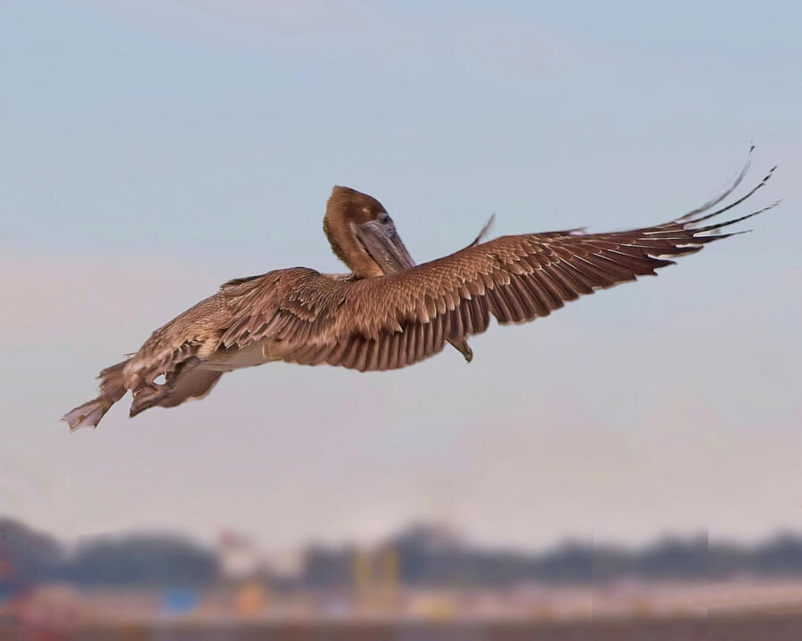 Pelican Photograph - Pelican Landing 3 - Ft Pickens FL by Marci Beard