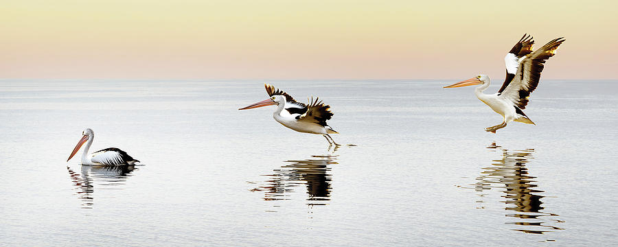 Pelican Landing Photograph by Az Jackson