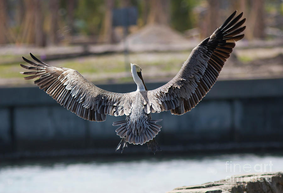 Pelican Photograph - Pelican Landing by Felix Lai