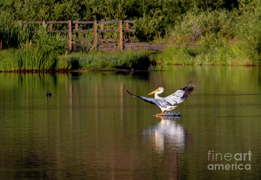 Pelican Landing In Water Photograph