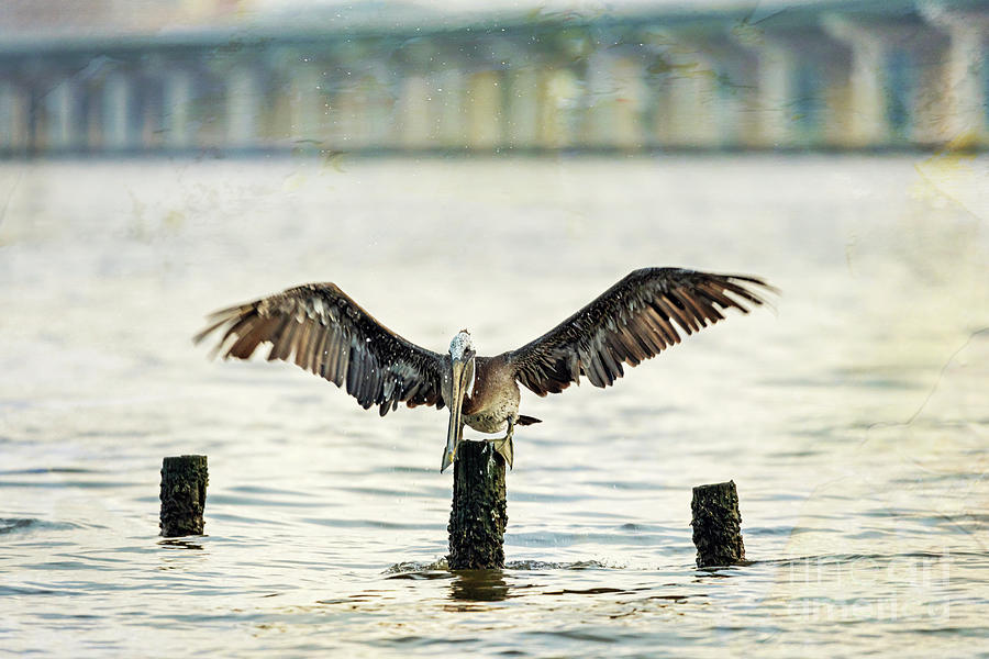 Pelican Photograph - Pelican Landing by Joan McCool