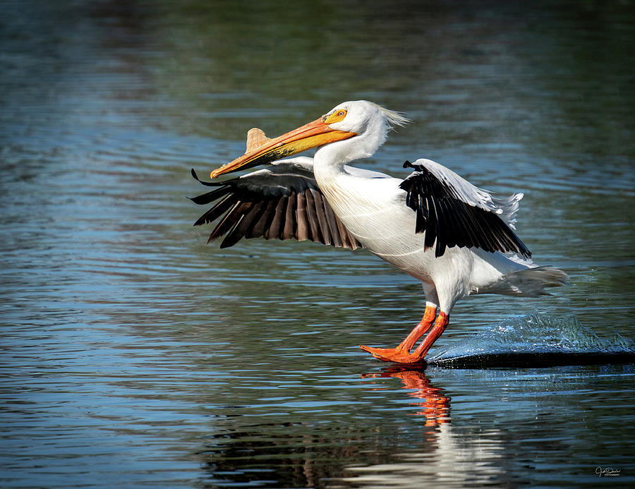 Pelican Landing Photograph by Judi Dressler