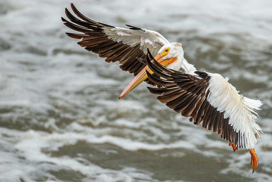 Pelican Landing on Water Photograph by Paul Freidlund