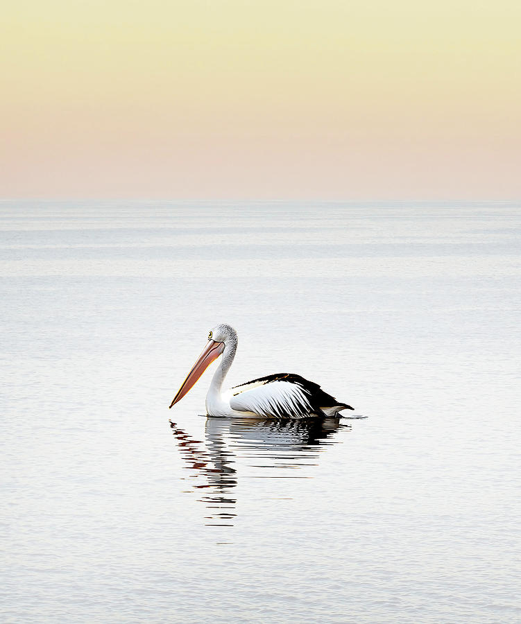 Pelican Landing Triptych_1 Photograph by Az Jackson