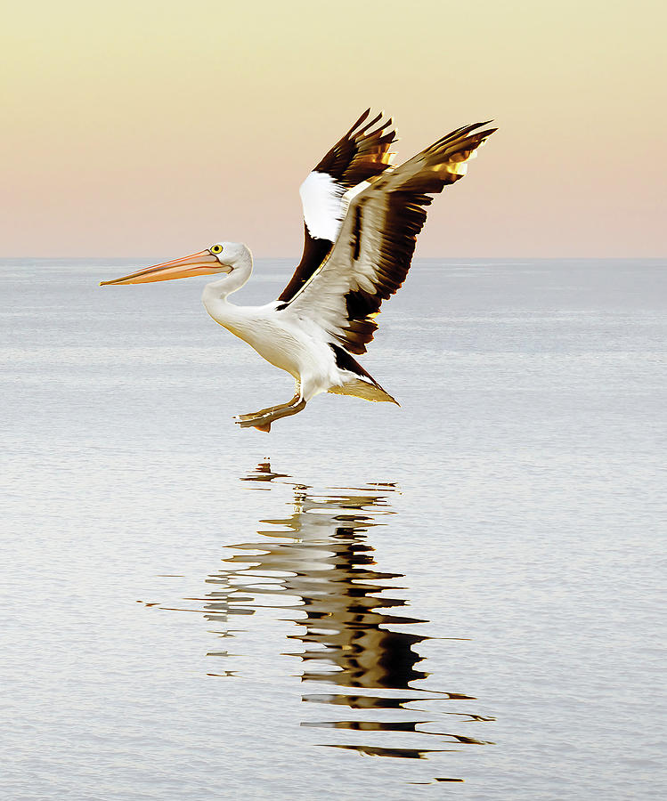 3 Photograph - Pelican Landing Triptych_3 by Az Jackson