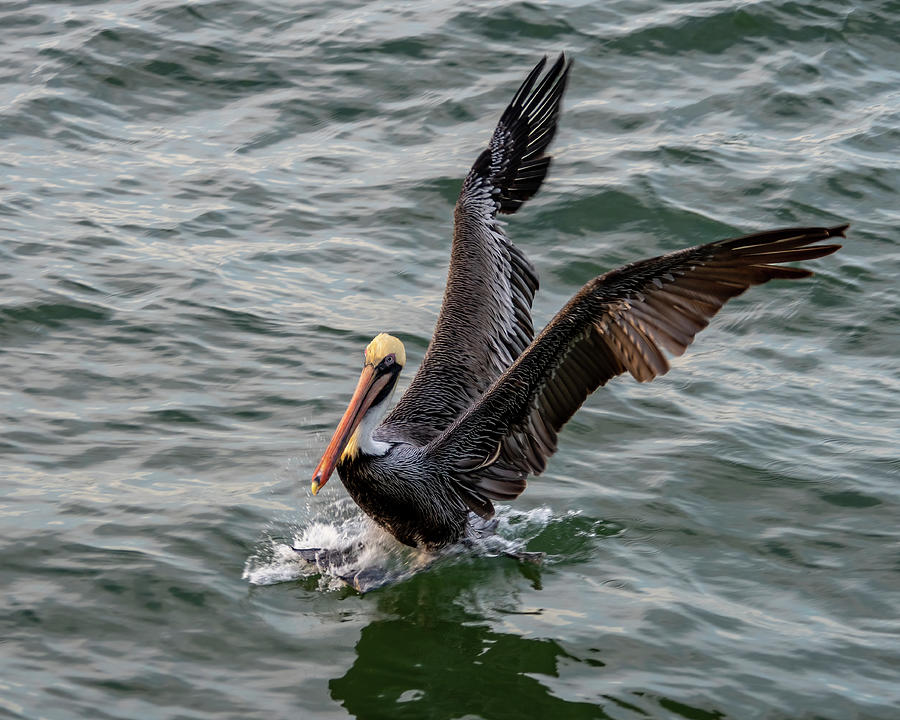 Pelican Landing Wings Up Photograph by Bradford Martin