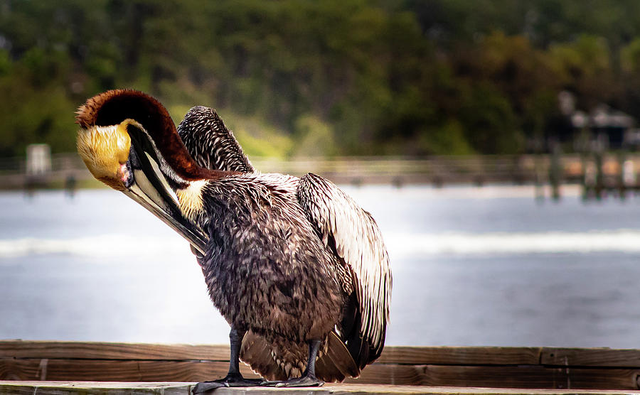 Pelican Life  Photograph by Debra Forand