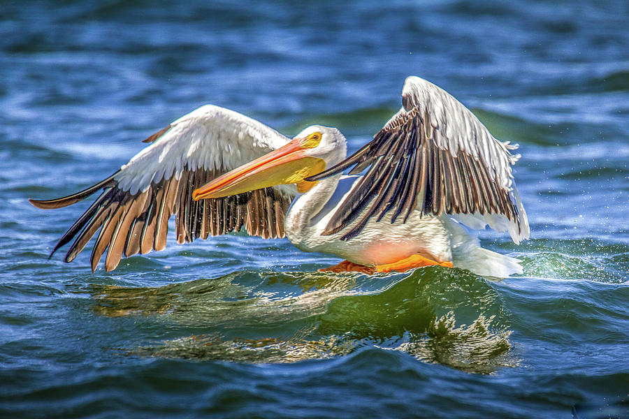 Pelican Lift Off Photograph by David Wagenblatt