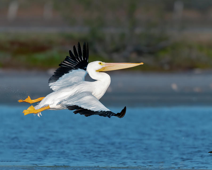 Pelican lift off Photograph by Gary Langley